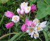 AJO DE BRUJA - Allium roseum