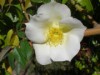 Rosa Gigantea (odorata gigantea)