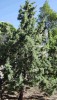 Ciprés de Arizona (Cupressus arizonica)
