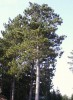 Pino rojo (Pinus resinosa)