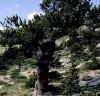 Pinus aristata (Pinus balfouriana)
