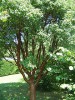 Arce de papel (Acer griseum)