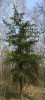 Pino de Jack (Pinus banksiana)