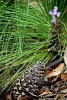 Pino apache (Pinus engelmannii)