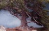 Pino negro (Pinus uncinata)