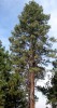Pino ponderosa (Pinus ponderosa)