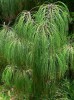 Pino lacio (Pinus pseudostrobus)