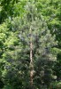 Pino de Monterrey (Pinus radiata)