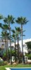 Podas de palmeras en Málaga y Costa del Sol