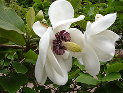 Magnolia_sieboldii.jpg