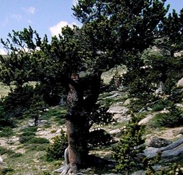 Pinus_aristata.JPG
